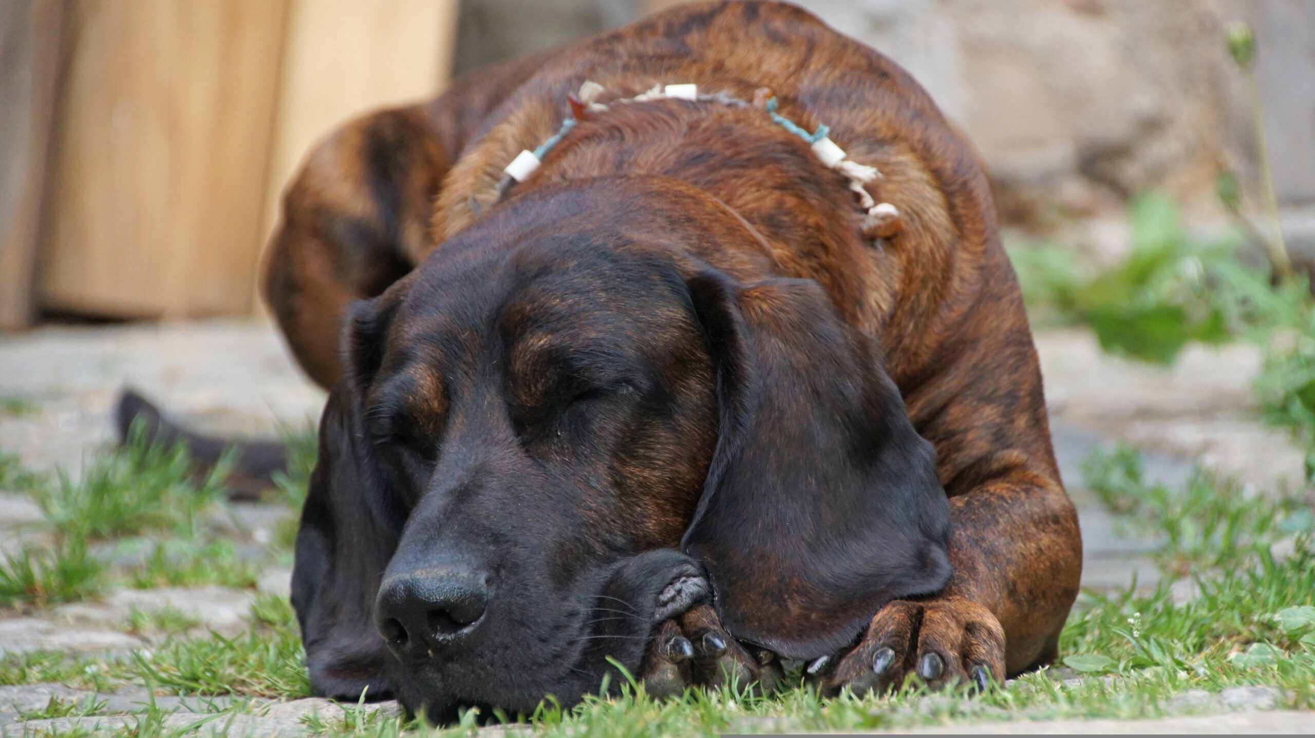 chien-rouge-hanovre